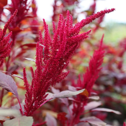 Amaranth Seeds - Red Garnet Amaranth