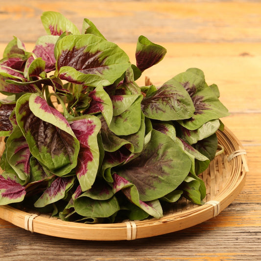 Amaranth Seeds - Red Leaf Chinese Multi-Color Spinach