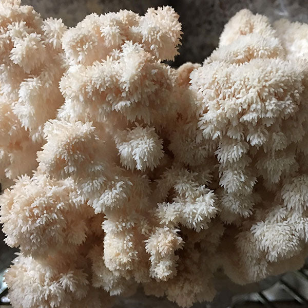 Lions Mane Sawdust Spawn - (Hericium spp.) - 5lb