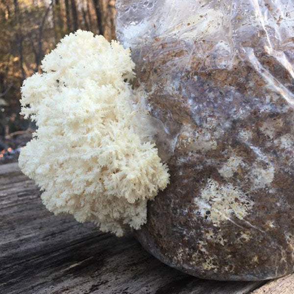 Lions Mane Sawdust Spawn - (Hericium spp.) - 5lb