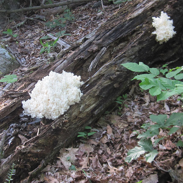 Lions Mane Sawdust Spawn - (Hericium spp.) - 5lb