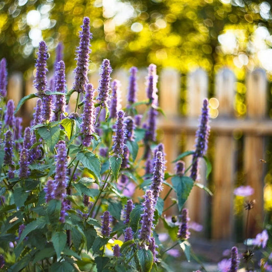 Anise Seeds - Hyssop