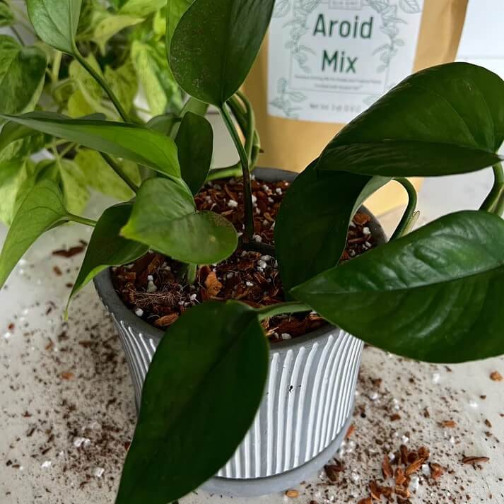 Premium Aroid Mix For Tropical Plants