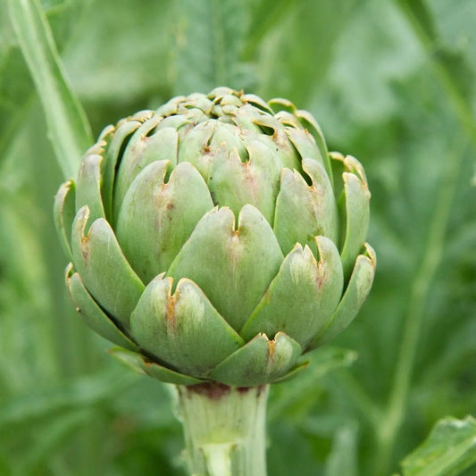 Artichoke Seeds - Green Globe Artichoke