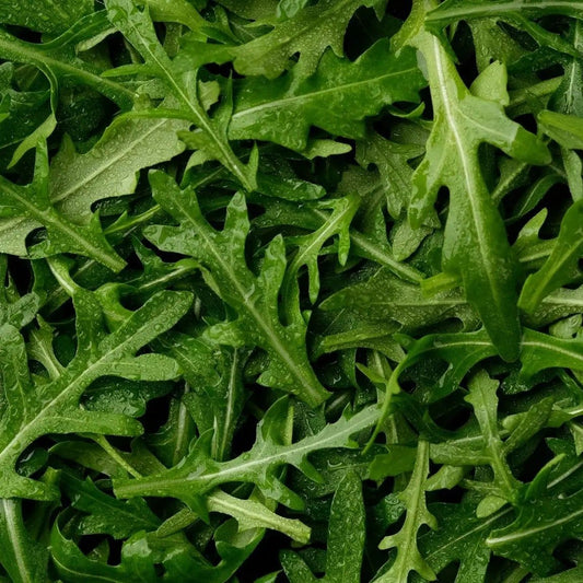 Arugula Seeds - Rocket Arugula