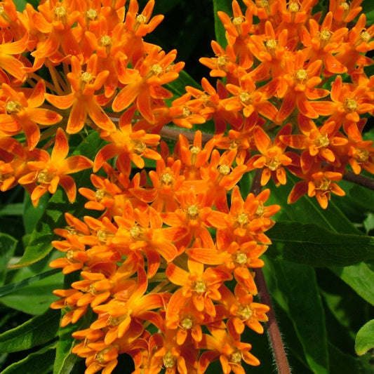 Asclepias Seeds - Butterfly Feed Milkweed