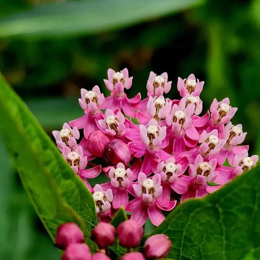 Asclepias Seeds - Red Swamp Milkweed