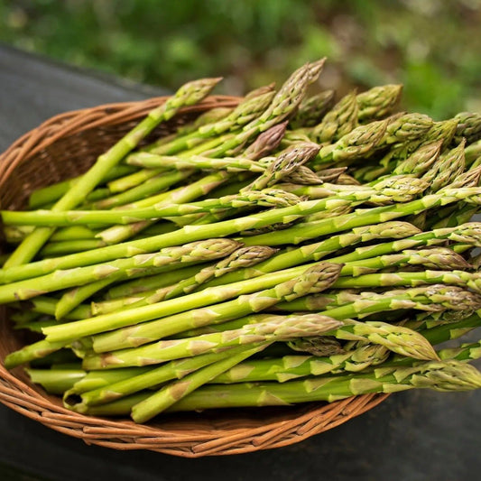 Asparagus Seeds - Mary Washington Asparagus