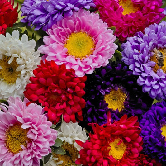 Aster Seeds - Aster Crego Mixed Colors
