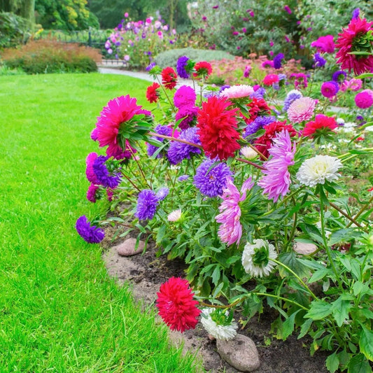 Aster Seeds - Aster Crego Mixed Colors