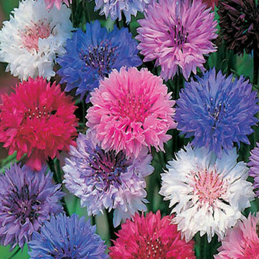 Bachelor Button Polka Dot Mix Flower Seeds