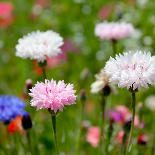 Bachelor's Button Seeds - Mixed Bachelor's Button