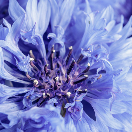 Bachelor's Button Seeds - Blue