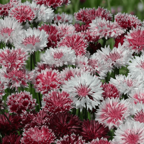 Bachelor's Button Seeds - Classic Romantic