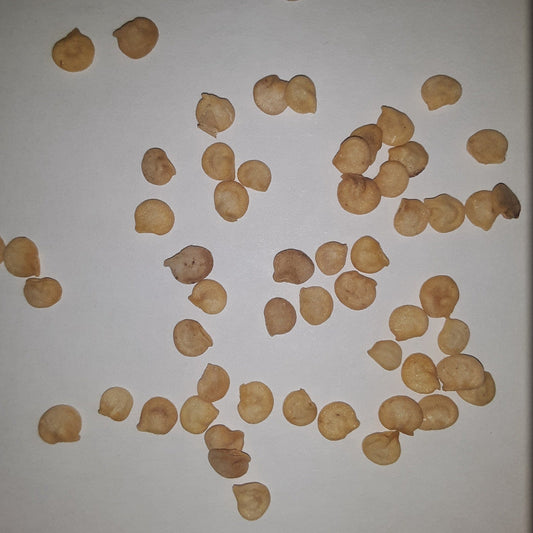 Sweet Banana Heirloom Pepper Seeds