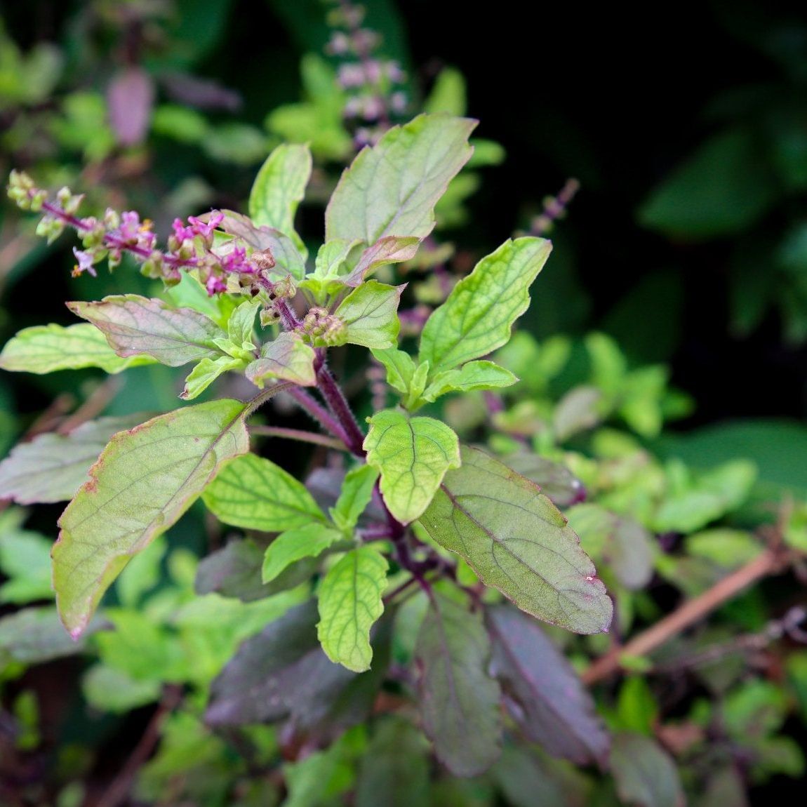 Basil Seeds - Red Leaf Holy Basil