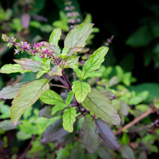 Basil Seeds - Red Leaf Holy Basil