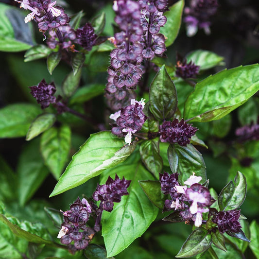 Basil Seeds - Blue Spice