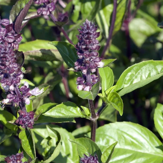 Basil Seeds - Cinnamon