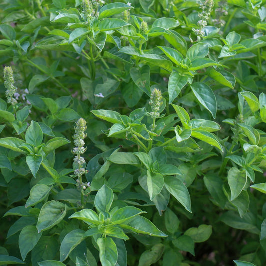 Basil Seeds - Holy Basil (Tulsi) Green Leaf