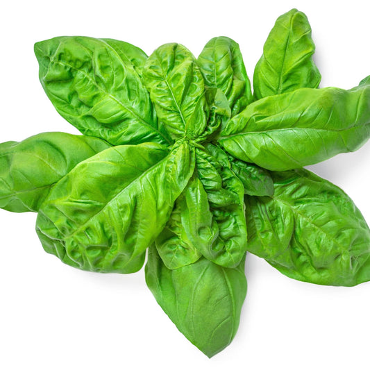 Basil Seeds - Italian Large Leaf