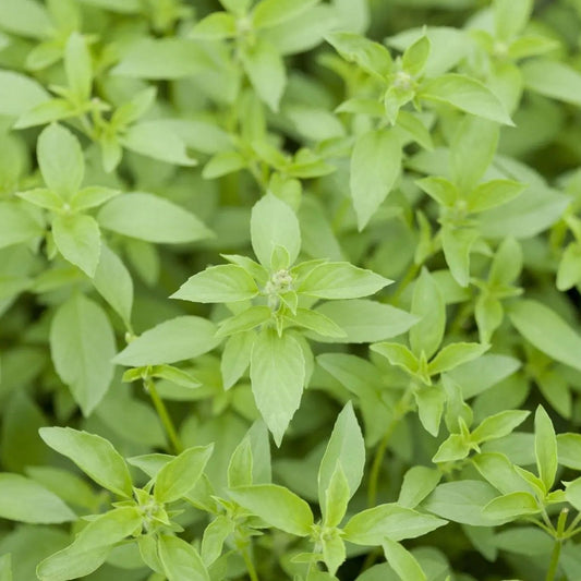 Basil Seeds - Lemon Basil