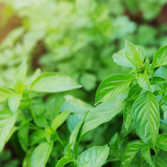 Basil Seeds - Lime