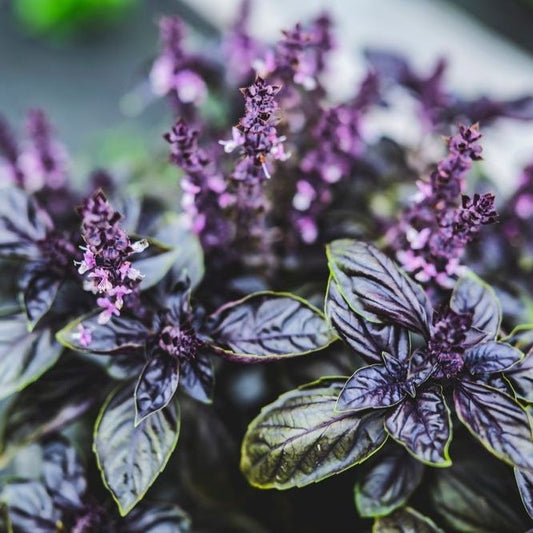 Basil Seeds - Persian Basil