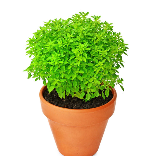 Basil Seeds - Piccolino Dwarf Greek