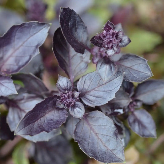 Basil Seeds - Purple Dark Opal Basil