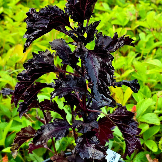 Basil Seeds - Purple Ruffles