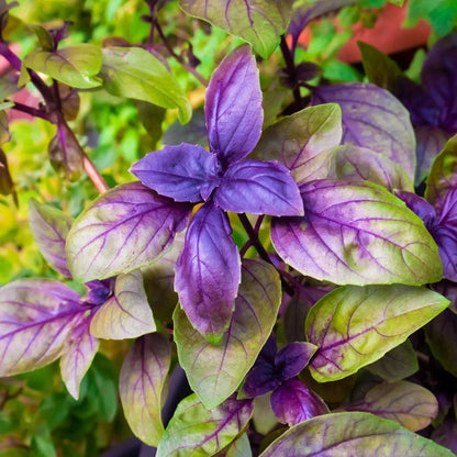 Basil Seeds - Red Rubin