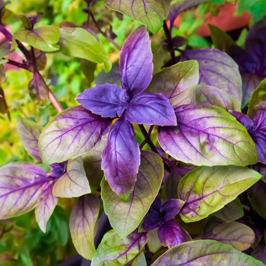 Basil Seeds - Red Rubin