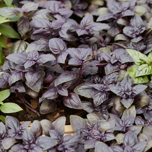 Basil Seeds - Red Rubin