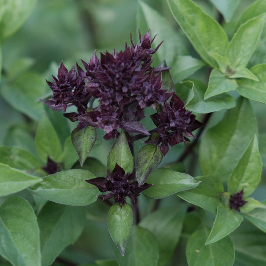 Basil Seeds - Siam Queen Thai Basil