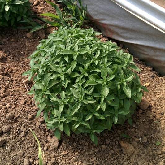 Basil Seeds - Spicy Globe
