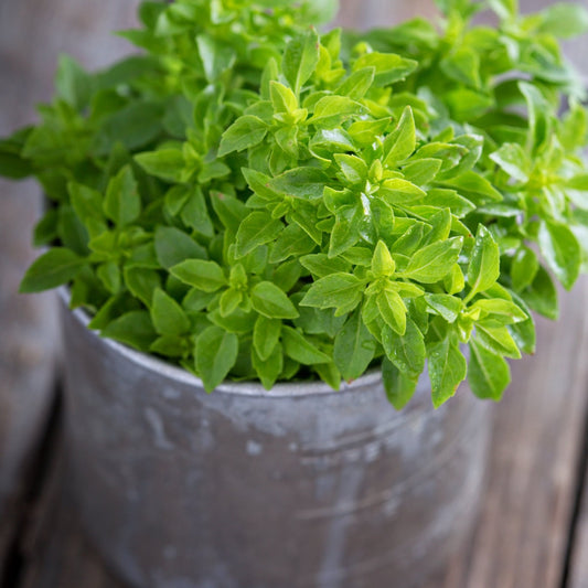 Basil Seeds - Spicy Globe