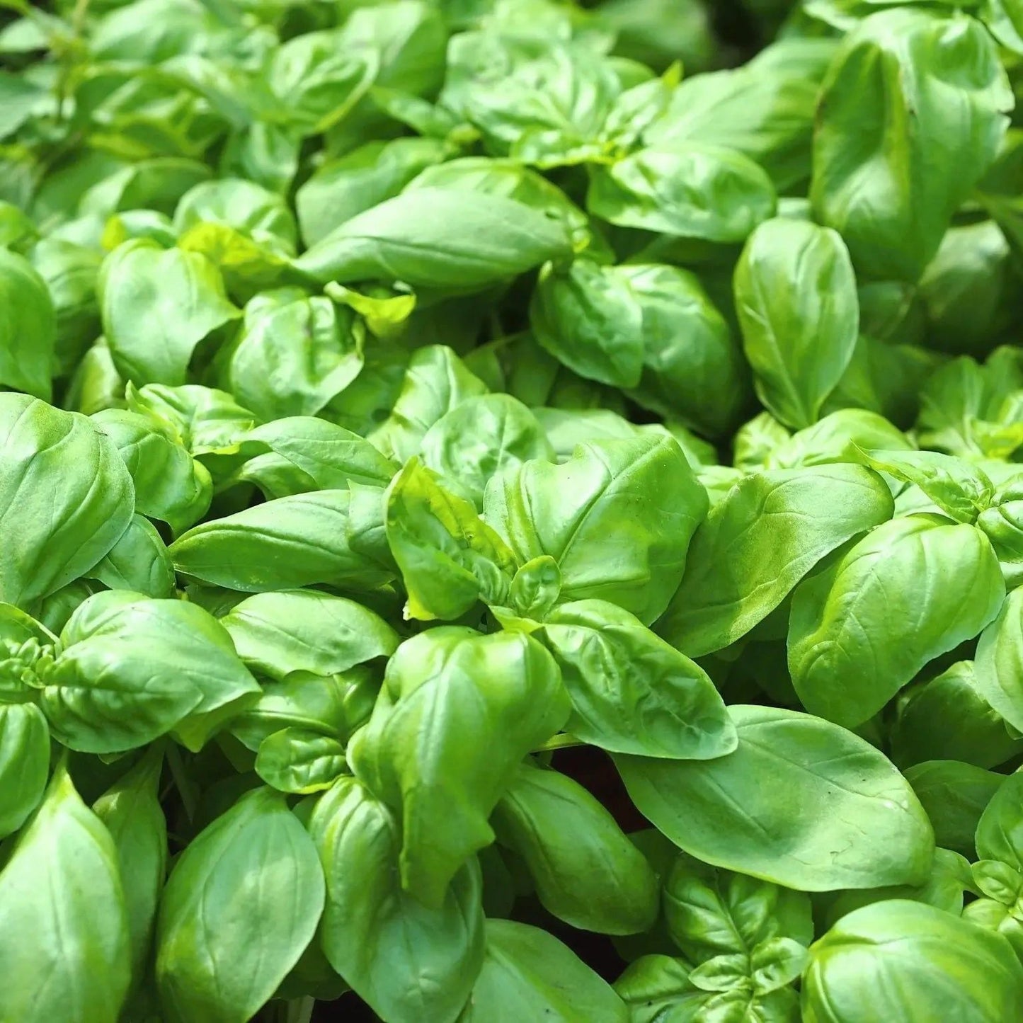 Basil Seeds - Sweet Genovese Basil