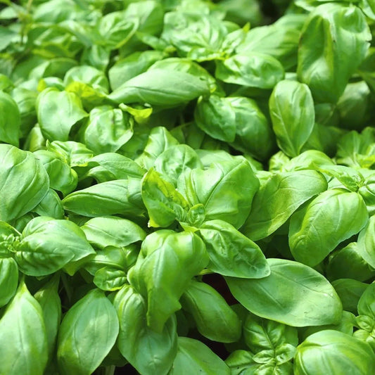 Basil Seeds - Sweet Genovese Basil