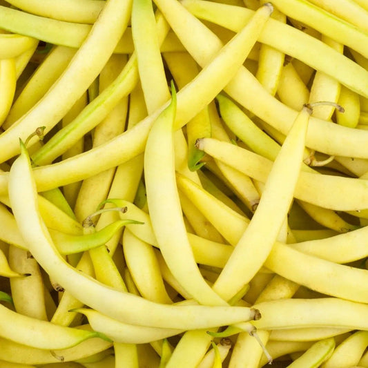 Bean Seeds - Bush - Black Cherokee Wax