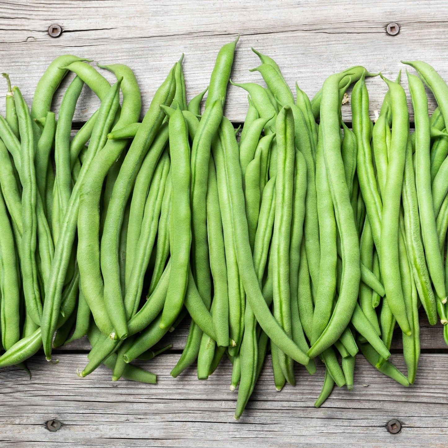 Bean Seeds - Bush - Blue Lake 274