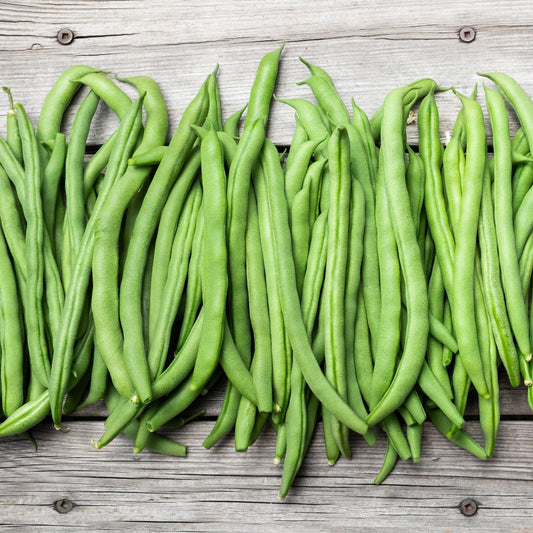Bean Seeds - Bush - Blue Lake 274