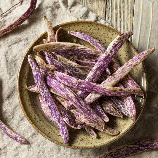 Bean Seeds - Bush - Dragon’s Tongue Bean