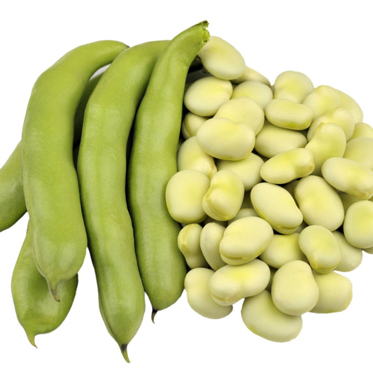Bean Seeds - Bush - Fava - Broad Windsor
