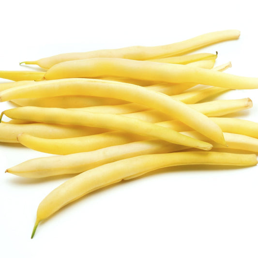 Bean Seeds - Bush - Gold Rush Wax