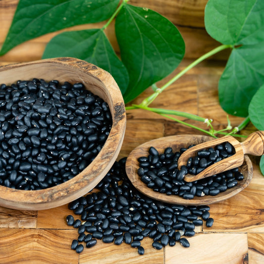 Bean Seeds - Bush - Midnight Black Turtle