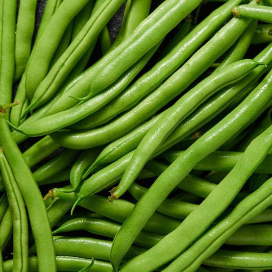 Bean Seeds - Bush - Strike