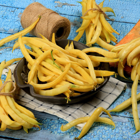 Bean Seeds - Bush - Topnotch Yellow