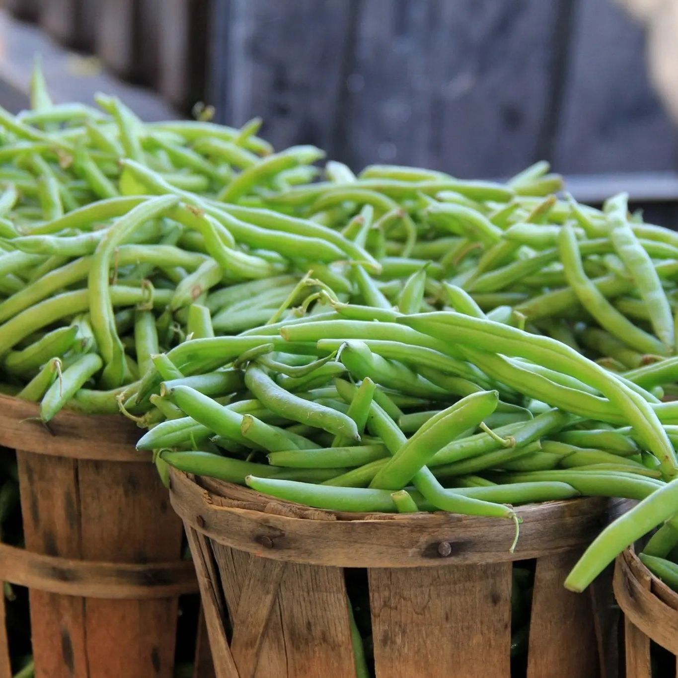 Bean Seeds - Bush - Contender, Bluff Valentine Bean