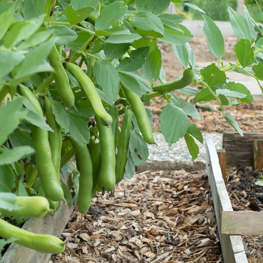 Bean Seeds - Bush - Fava - Broad Windsor